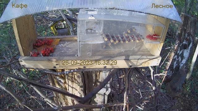 Кафе "Лесное" смотреть онлайн