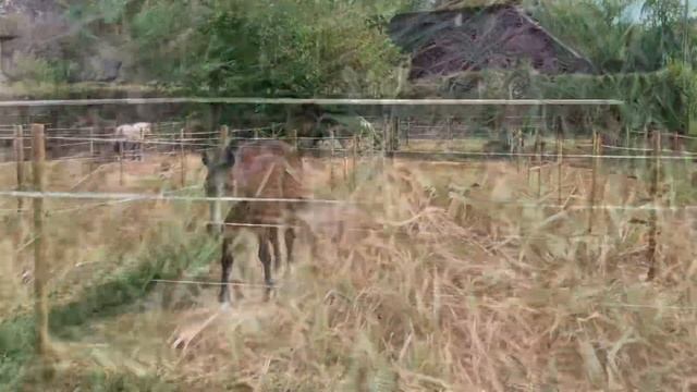 Дача в Германии || развлечения для детей || ищем деньги металлодетектором || запрятали клад смотреть онлайн