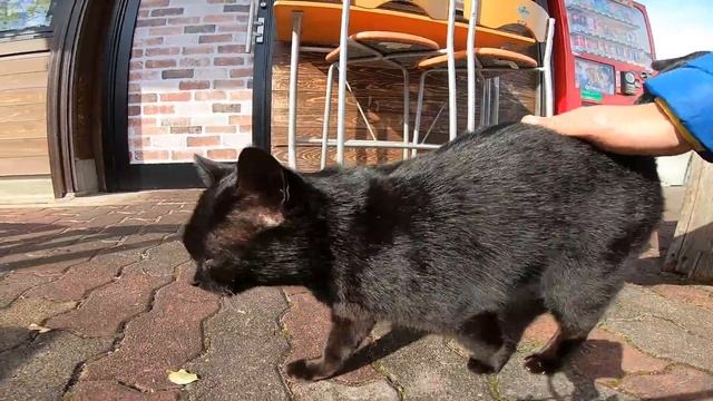 オープンテラスカフェが天然の猫カフェみたいなハンバーガー屋さん