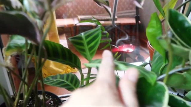 Цветочные будни /Пересаживаю папортник и Спатифиллум смотреть онлайн