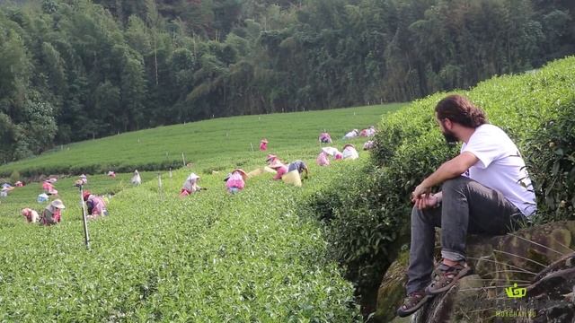 Тайвань. Путешествие в Алишань (А Ли Шань, 阿里山, Alishan), Часть Вторая. Сбор и производство чая. смотреть онлайн