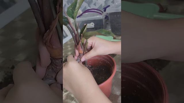 N⁰-174.ФЕЛОДЕНДРОН (ИМПЕРАТОР) ГУЛИНИ ПАРВАРИШИ... смотреть онлайн