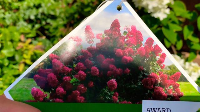 Firelight Panicle Hydrangea - July 20, 2020 🌿🤩 смотреть онлайн