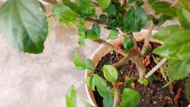 Two different colour flower in Hibiscus red and white colour смотреть онлайн