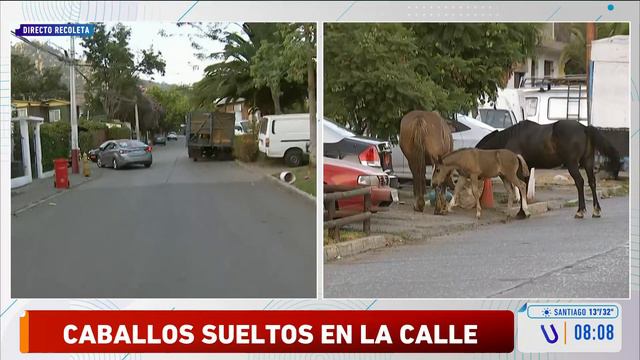 Cuatro caballos deambulan sueltos en calles Recoleta смотреть онлайн