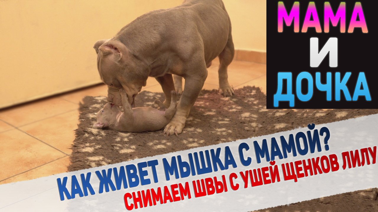 Как дела у самого маленького щенка в питомнике? Снимаем швы с ушей щенков Лилу и Сильвера смотреть онлайн