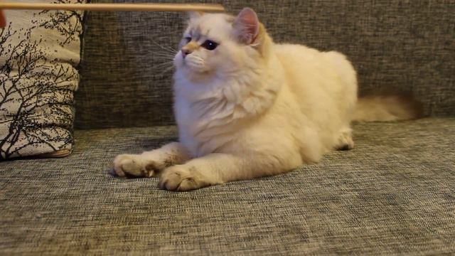 Британский хайлендер смотреть онлайн
