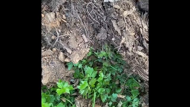 Сделали террариум с солдатиками!!! смотреть онлайн