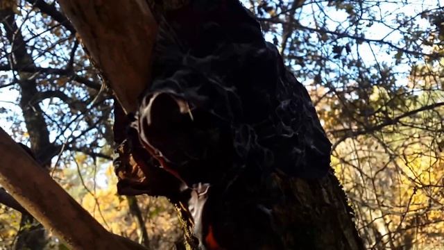 Иудино ухо (Auricularia auricula) - съедобный гриб поздней осени смотреть онлайн