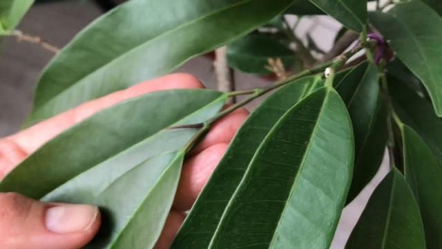 Реанимация фикуса Али (часть 5) - ноябрь 2023 смотреть онлайн