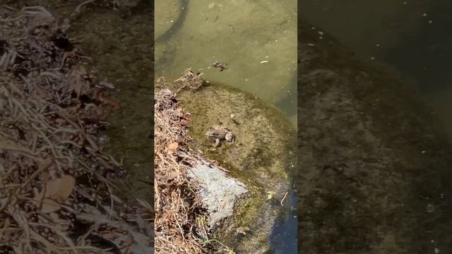 Кипр, деревня Агрос , лягушка в парке, пруд