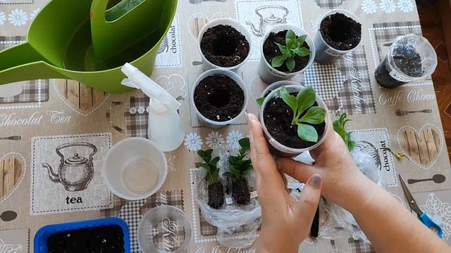 Укор.черенки ,петуния палкуется ,а я исправлю !Прострелило😷