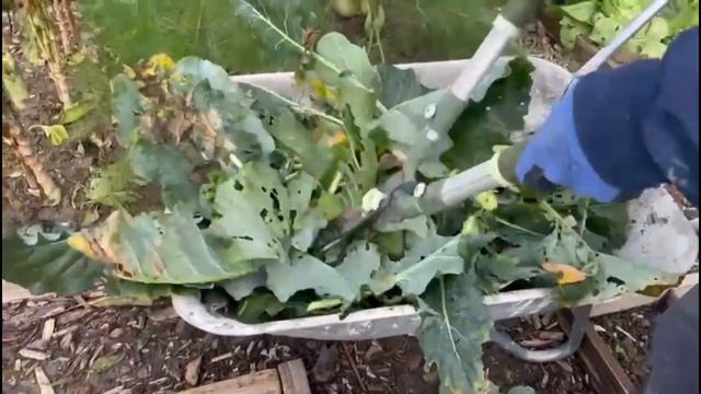 Nu Arunca Resturile Plantelor din Gradina! Acopera Gradina cu Ele! смотреть онлайн