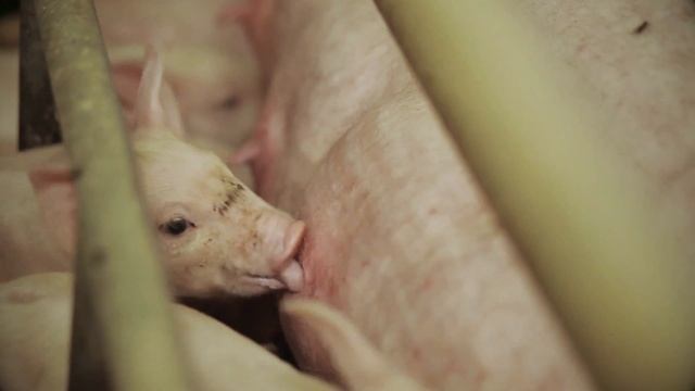 Привлечение молодых специалистов на должность оператора свиноводческого комплекса смотреть онлайн