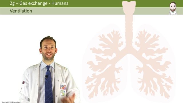 Lungs and Ventilation - GCSE Biology (9-1) смотреть онлайн