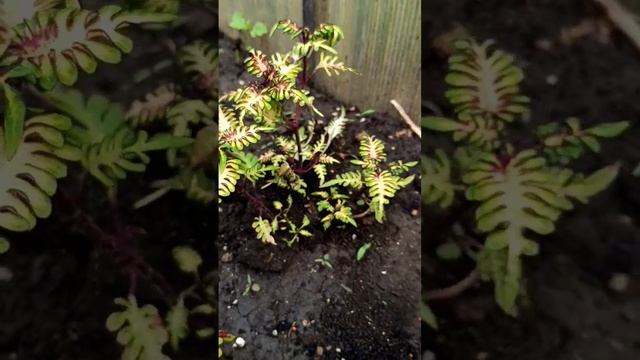 Колеусы пошли в рост, время подкормить мочевиной ! #колеус #сад #цветы #coleus #урожайныйогород смотреть онлайн