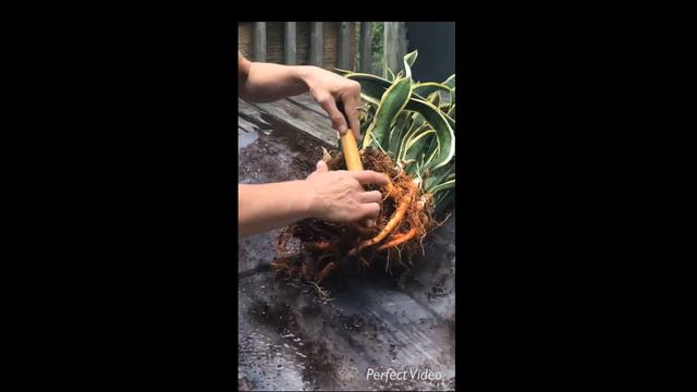 ASMR timelapse -snake plant repotting смотреть онлайн