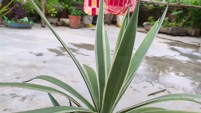#Agave Plant #Agave Angustifolia смотреть онлайн