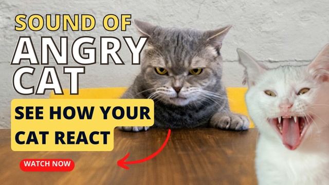 cat meowing angry | angry cat | fury cat sound | see your cat react смотреть онлайн