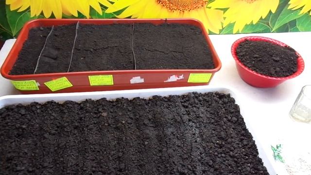 РАННИЕ ПОСЕВЫ ТОМАТОВ ДЛЯ ПОЛУЧЕНИЯ РАННЕГО УРОЖАЯ В ТЕПЛИЦЕ. Ольга Чернова. смотреть онлайн