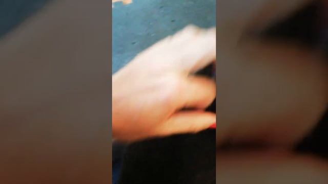 Russian Blue Cat. Порода кошек Русская Голубая в Португалии 🇵🇹