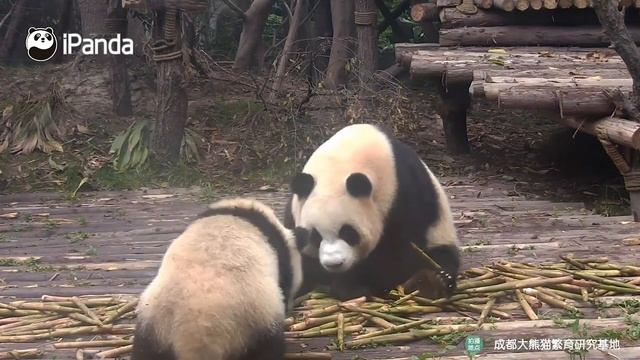 Вот почему мамы-панды так грубы с детьми смотреть онлайн