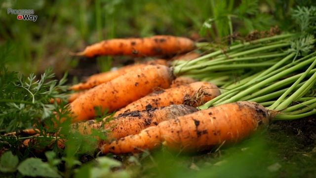 ПОДКОРМИТЕ ЭТИМ МОРКОВЬ И ВЫ УДИВИТЕСЬ КАКОЙ ОГРОМНОЙ И СЛАДКОЙ ОНА ВЫРАСТЕТ! смотреть онлайн