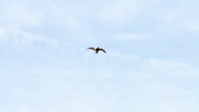 Arkansas Duck Hunting | INCREDIBLE Finishing Ducks | Let ‘em work! смотреть онлайн