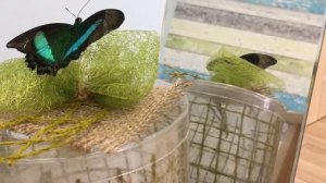 Бабочкарий. Как появляются бабочки. Как их кормить и ухаживать за ними.