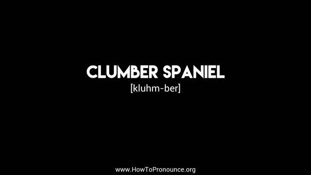 How to Pronounce "clumber spaniel" смотреть онлайн