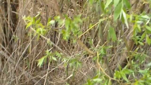 9Мая 20г .Пилоны мостов .Встреча с полицией на берегу . смотреть онлайн