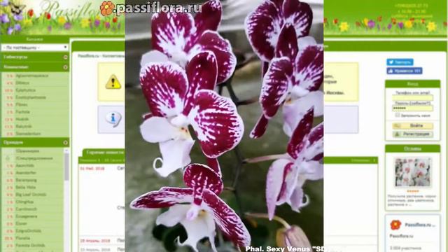 Phal. Sexy Venus "Diana" смотреть онлайн