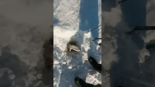 Трофейная щука 6,5 кг. Река Чулым. 2017