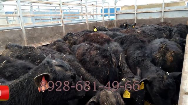 Скотный рынок город Хасавюрт смотреть онлайн