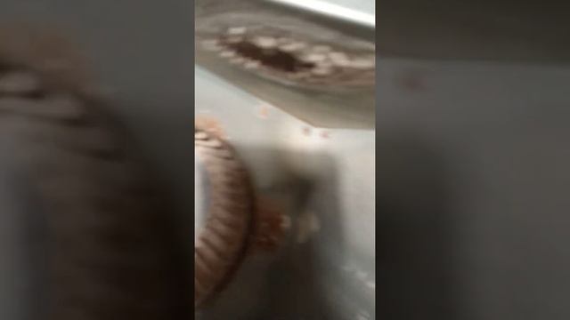 Ferolli ремонт, чистка вентилятора смотреть онлайн