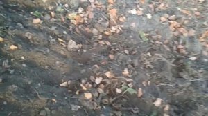 Fermer FM-811  мото культиватор, 21 век#Moto cultivator