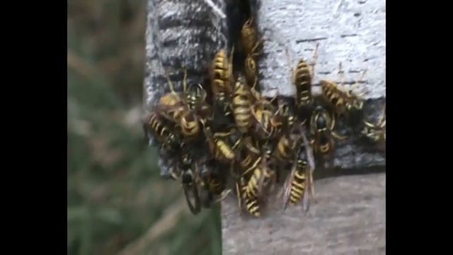 Осы - враги пчел | 160. 00 смотреть онлайн