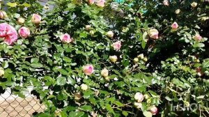 Розы и красота сада,первая роза Дольче Вита,вторая Элеганс