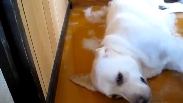 Лабрадор ретривер (Labrador Retriever) и фурминатор