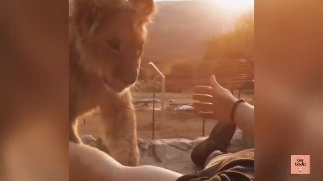 Journey From BABY LION CUB TO LION KING | KING DEXTER | - Dean Schneider смотреть онлайн