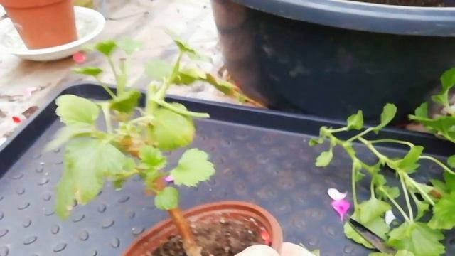 Обрезка королевской пеларгонии смотреть онлайн