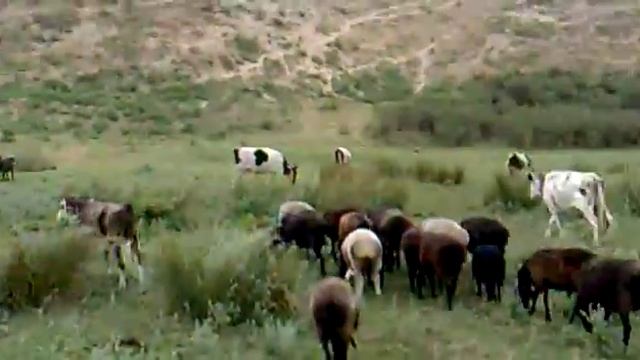 Hungarat.kt (племя Конырат.кт) смотреть онлайн