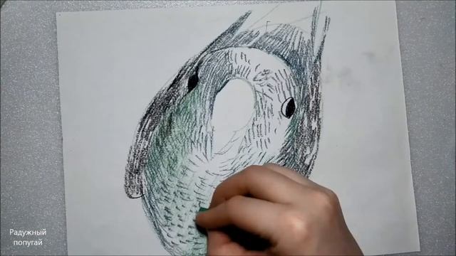 Как нарисовать попугая, который смотрит вверх рисую поэтапно цветными мелками :) смотреть онлайн