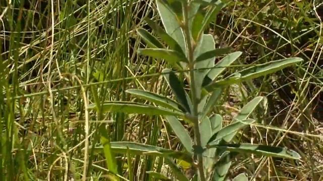 Desmodium Canadense смотреть онлайн
