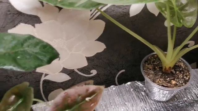 Прогулка по моей комнате🤗 обзор алоказий🌿🌱 смотреть онлайн