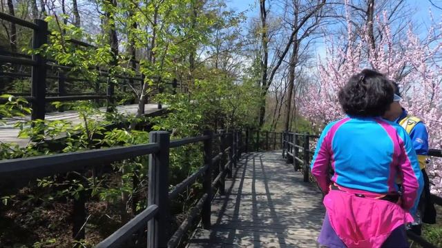 안산자락길 - Walking around Ansan Mountain Jarak-gil, Seoul, Korea смотреть онлайн