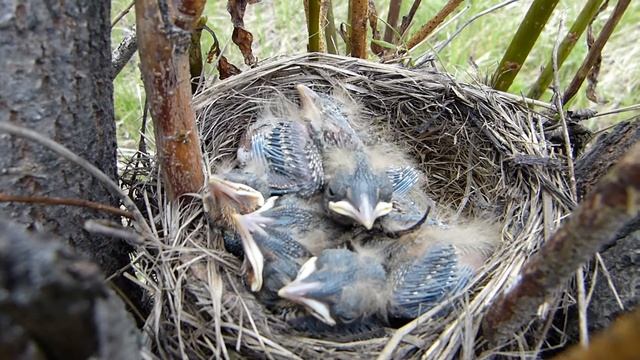 Дрозд рябинник. Птенцы в гнезде-3. смотреть онлайн
