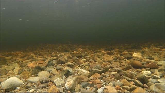 Обыкновенный гоголь - Bucephala clangula смотреть онлайн