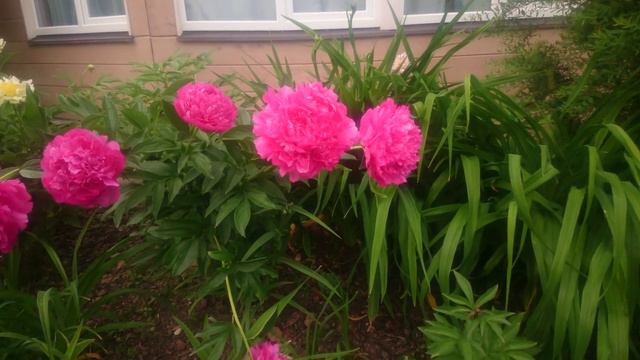 Paeonia Pink Djaz