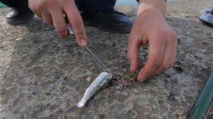 Каспийское море , рыбалка в штиль